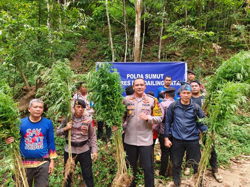 Polisi Musnahkan Ladang Ganja 5 Hektar di Madina