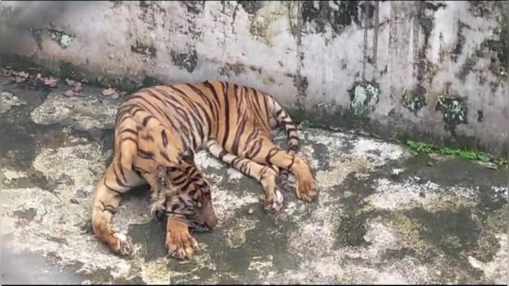 Imbas Tiga Ekor Harimau Mati, Medan Zoo Ditutup Sementara