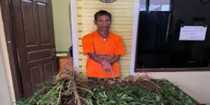Berawal dari Aniaya Tetangga, Pria 55 Tahun Ketahuan Tanam Ganja