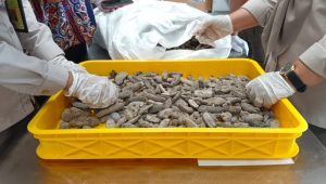 Barantin Sumut Tolak 15 Ton Teripang Kering Asal Malaysia, Ini Alasannya