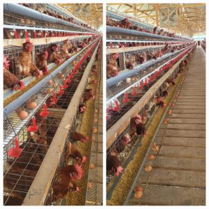 Peternak Tolak Danantara Masuk Bisnis Unggas: Jangan Munculkan Pemain Besar Baru