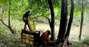 Sering Muncul di Perkebunan Warga di Langkat, Satu Ekor Orangutan Berhasil Dikembalikan ke Habitat Alami